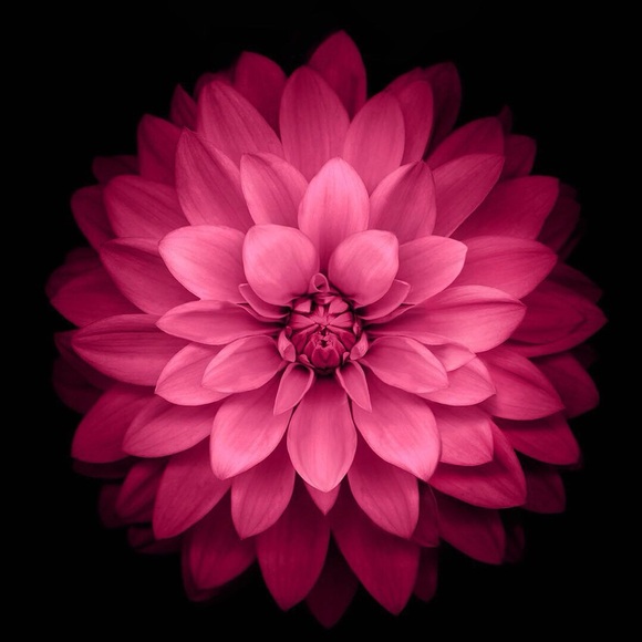 Meet your Posher, Abigail - Picture 1 of 1